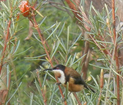 Male Eastern Spinebill