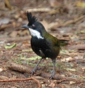 Easternwhipbird2