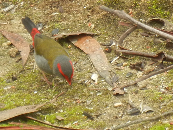 red-browed finch