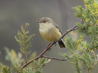 Buff Rumped Thirnbill by Duncan McKaskill CC 3.0