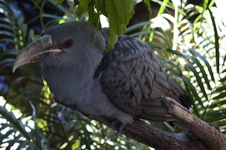 Channel-Billed Cuckoo Bilby CC 3.0