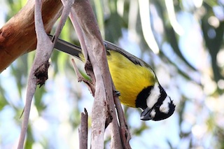 Crested Shrike-tit Fankzed CC 2.0